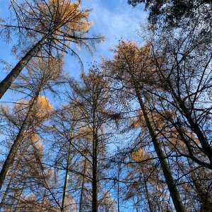 Genetik der Waldbäume
